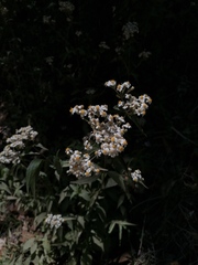 Alloispermum integrifolium