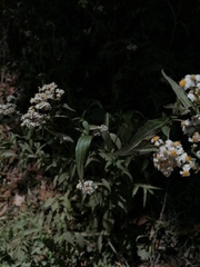 Alloispermum integrifolium