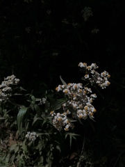 Alloispermum integrifolium