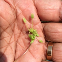Stellaria apetala
