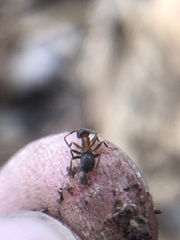 Lasius emarginatus