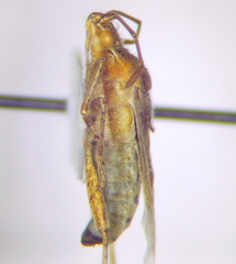 Stictopleurus abutilon