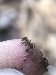 Lasius emarginatus
