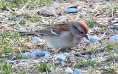 Spizelloides arborea