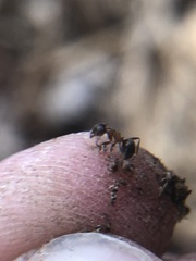 Lasius emarginatus