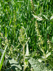 Ambrosia ambrosioides