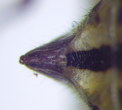 Stictopleurus abutilon