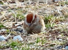 Spizelloides arborea