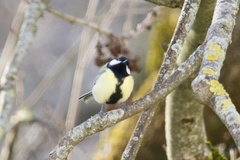 Parus major