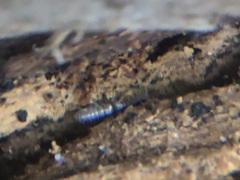 Arthropoda