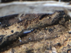 Arthropoda