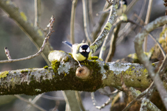 Parus major