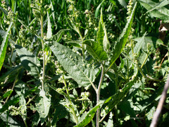 Ambrosia ambrosioides