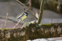 Parus major