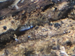 Arthropoda