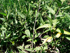 Ambrosia ambrosioides