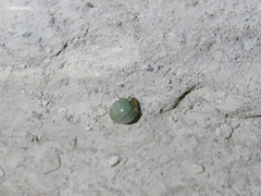 Paraneda viridescens