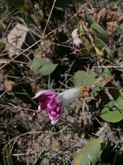 Ipomoea mairetii