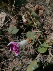 Ipomoea mairetii