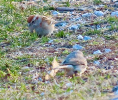 Spizelloides arborea