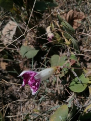 Ipomoea mairetii