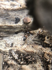 Lasius emarginatus