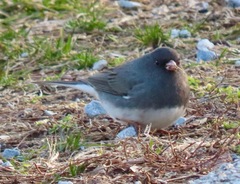 Junco hyemalis