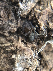 Amaurobius