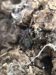 Amaurobius