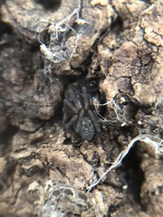 Amaurobius