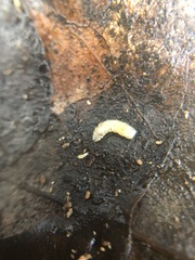 Insecta