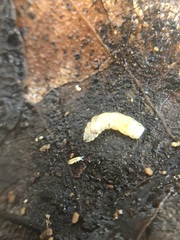 Collembola