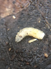 Insecta