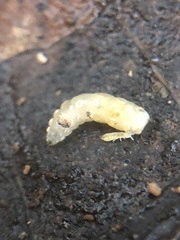 Insecta