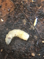 Insecta