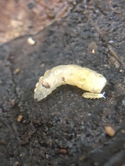 Insecta