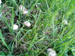 Panaeolus antillarum