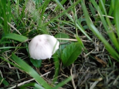 Panaeolus antillarum