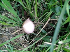 Panaeolus antillarum