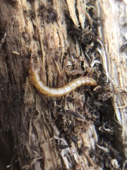 Tenebrionoidea