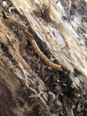 Tenebrionoidea