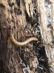 Tenebrionoidea