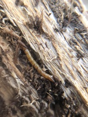 Tenebrionoidea