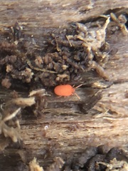Acariformes