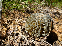 Morchella exuberans