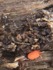 Acariformes