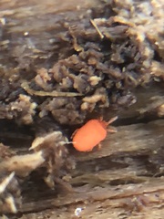 Acariformes