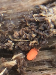 Acariformes