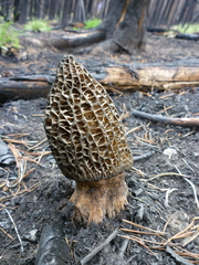 Morchella exuberans