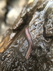 Lumbricus terrestris